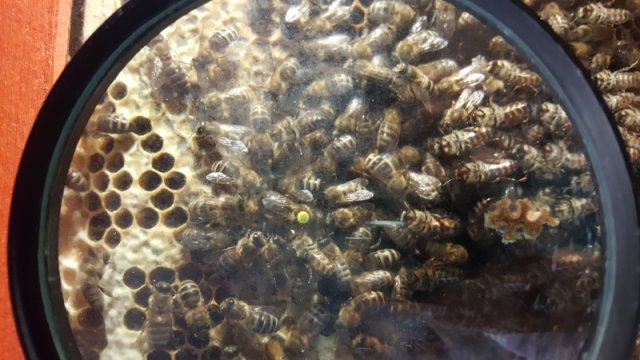 Warsztaty edukacyjne świat pszczół