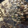 Warsztaty edukacyjne świat pszczół